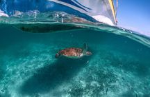 Private Half Day Tour in Cenote Cave and Swimming with Turtles