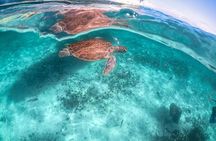Half Day Tour: Turtles Encounter in Akumal Beach 