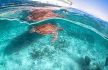 From Tulum: Akumal Beach Swim and Snorkel with Turtles Experience