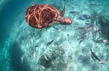 Half Day Tour: Turtles Encounter in Akumal Beach 