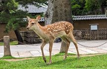 Private Nara E-bike - Family Tour with Lunch