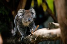 Wings Wildlife Park Shuttle, Burnie Shore Excursion