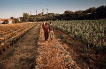 Etna Urban Winery - Tasting with Street Food Platter and vineyard
