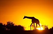 4 Days Safari from Mombasa to Amboseli and Tsavo West and East