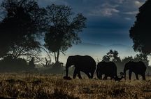 4 Days Safari from Mombasa to Amboseli and Tsavo West and East