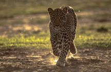 4 Days Safari from Mombasa to Amboseli and Tsavo West and East