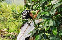Coffee tour in Medellín with tastings and transportation