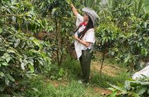 Coffee tour in Medellín with tastings and transportation