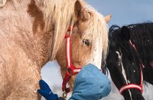 Guided Horse Riding in the Bay of Saint Paul Valley
