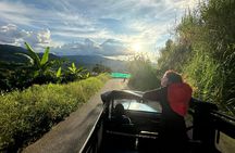 Coffee Region Andes Mountains: Coffee Tour, Pijao & Buenavista