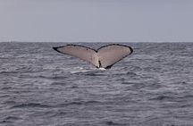 4 Hours of Humpback Whale Watching in Tahiti