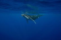 4 Hours of Humpback Whale Watching in Tahiti