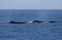 4 Hours of Humpback Whale Watching in Tahiti