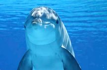 Tiki Pub Amazing Dolphin Eco Adventure