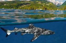 Discovery of the ocean and guided snorkeling in Tahiti