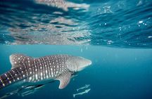 Whale Shark Adventure with a Marine Biologist