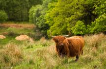 1-day Small Group Loch Ness Discovery Tour from Glasgow