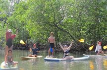 Mangrove Paddle Ride Sainte Anne Guadeloupe