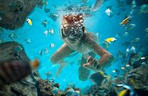 Full Day Catalina Island Snorkeling Adventure & Altos de Chavon