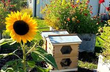 Kelowna E-Bike Bee Tour, Tastings, Organic Lunch & Audio Guide