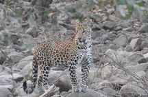 Panna National Park and Tiger Reserve Jeep Safari from Khajuraho