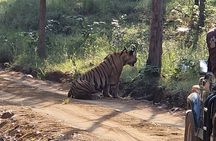 Panna National Park and Tiger Reserve Jeep Safari from Khajuraho