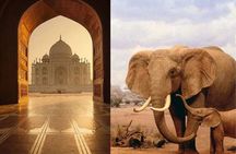 Same day Tajmahal tour with SOS Elephant/Bear wildlife Sanctuary