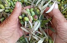 The Olive Oil Experience @ Lefkada Micro Farm