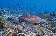 Snorkeling in Menjangan Island with Pickup and Lunch