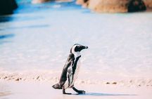 Private Cape Peninsula Group Tour In Cape Town South Africa