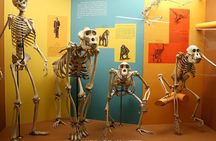 Two Smithsonian Museums Private Tour: American & Natural History