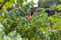 Yountville Food and Wine Tour in Napa