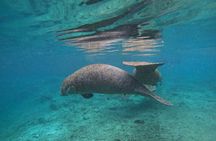 Private Manatee Swim Tour