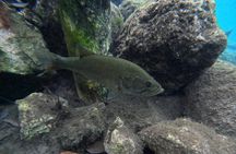 Private Manatee Swim Tour