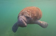 Private Manatee Swim Tour