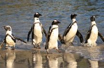 Private Tour: Cape of Good Hope, Chapman’s Peak Drive, Penguins