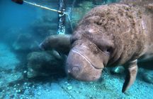 Semi Private Manatee Swim Tour