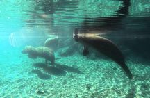 Semi Private Manatee Swim Tour