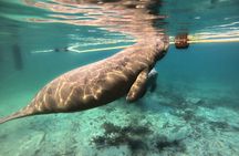 Semi Private Manatee Swim Tour