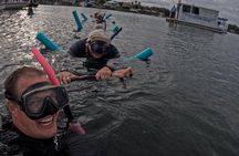Semi Private Manatee Swim Tour