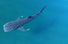 Whale Shark Adventure with a Marine Biologist