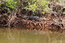 North Goa Island Backwaters: Scenic Boat Cruise & Nature Tour