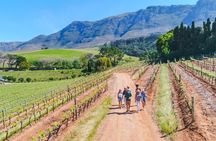 Constantia Wine Walk Storytelling Vineyard Tour with Lunch