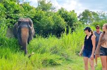 6 Hours Elephant Care and Jungle Tour by 4WD in Koh Samui