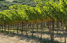 Full Day - Ecobike - Discover old villages & Wine tasting
