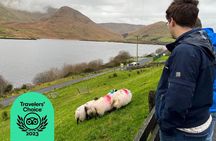 Small Group Kylemore Abbey, Sheepdog Demo & Connemara Tour