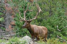 Wildside 4X4's Elk Watching Tour