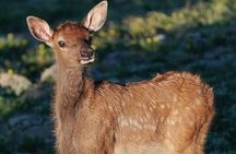 Wildside 4X4's Elk Watching Tour