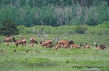Wildside 4X4's Elk Watching Tour