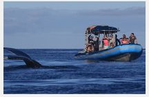 The Best 8 am 1.5 Hour Whale Watching Tour